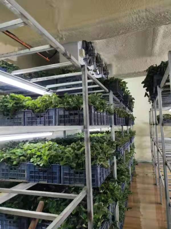草莓苗冷库
